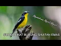 DIJAMIN NYAHUT dan DATANG..! SUARA BURUNG SIKATAN EMAS COCOK UNTUK MIKAT atau PIKAT