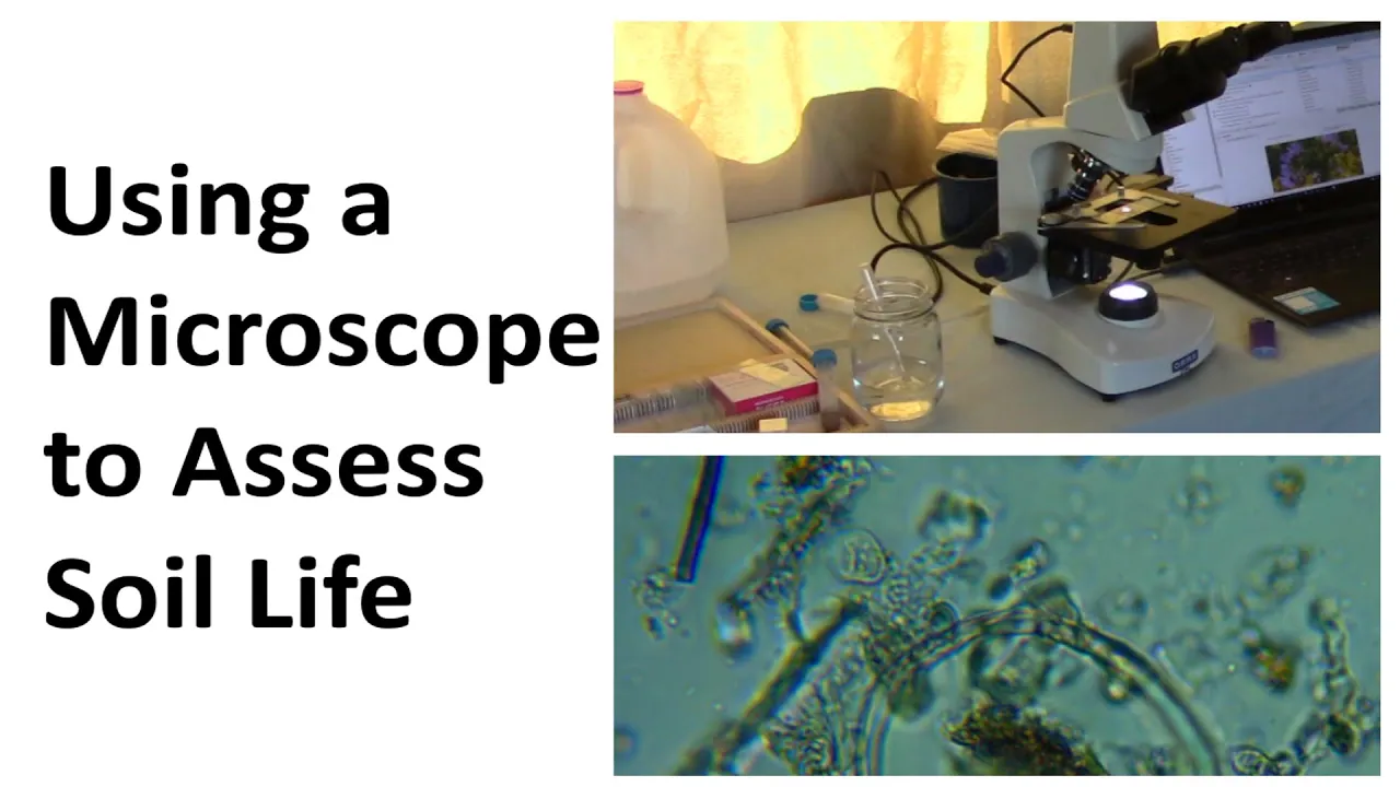 Using a Microscope to Assess Your Soil or Compost