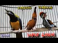Download Lagu KOMBINASI TEMBAKAN  SUPER GANAS || cucak cungkok vs cililin vs pelatuk bawang