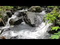 Download Lagu 1 Menit Suara Aliran Air Sungai di dalam Hutan yang Menenangkan Pikiran Jiwa dan Raga