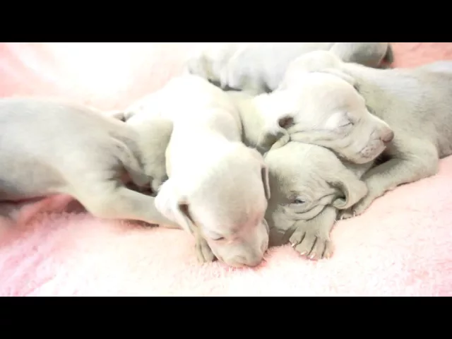 動画