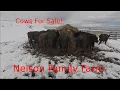 Cows For Sale Craigslist Ad