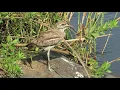 Download Lagu Water thick-knee calling