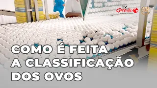 COMO É FEITA A CLASSIFICAÇÃO DOS OVOS