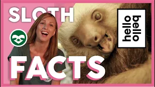 Funniest Sloth Facts