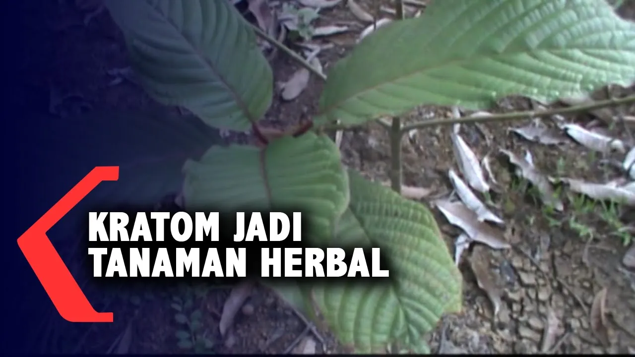 ... bisa mencegah COVID-19. Tanaman herbal dapat meningkatkan kekebalan imun secara alami. Apa saja . 
