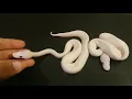 Ball python 2019 super fire enchi and vanilla cream