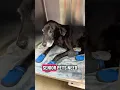 Download Lagu Watching senior dogs be young again is a  beautiful thing 🥹  #doghealth #seniordog #dogjointhealth