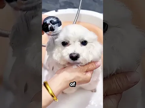 This Puppy Takes a Bath So He Won’t Go Hungry 😂🛁