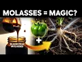 Molasses in Your Garden This 1 Tablespoon Trick Explodes Root Growth in 3 Weeks Shocking Results