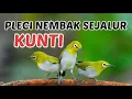 Masteran pleci nembak sejalur kunti menjerit terbaru mudah masuk