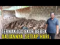 Download Lagu Bisa Dicoba, Ternak Bebek Petelur 130 Ekor Gajiannya Tiap Hari