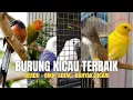 Download Lagu Bikin Adem!! 10 Burung Kicau Dengan Suara Paling Merdu di Dunia