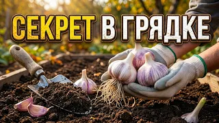 ЧЕСНОК ВЫРАСТЕТ С КУЛАК! Главные секреты подготовки грядки под зиму.