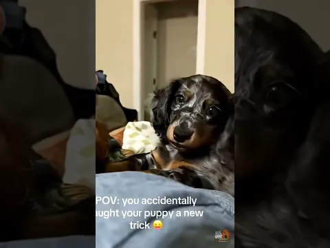 Hilarious Pet Reactions You Can't Miss! 🐶😹 #shorts