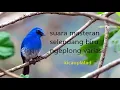 Download Lagu masteran selendang biru gacor || selendang biru || masteran burung durasi panjang @kicauplatad9859