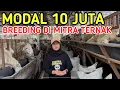 Download Lagu MODAL 10 JUTA USAHA TERNAK DOMBA UNTUNG 100%