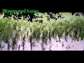 Download Lagu পতি | Poti | Kathbirali movie song | Emon Chowdhury | #song #bangla #moviesong