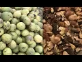 Black Walnut Harvesting From Start to Finish