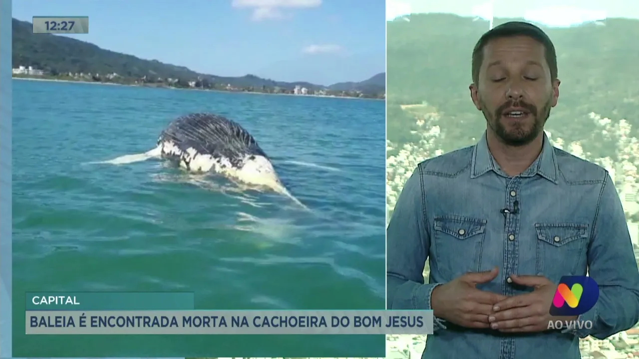 Baleia é encontrada morta na Cachoeira do Bom Jesus