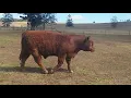 BJF Limousin Invitational Sale Lot 31 BJF Impact Del Polled DOB 2017