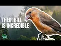 Download Lagu 5 Things You Didn't Know About Finches!