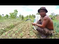 Download Lagu EKSTREM‼️CARA PAK KAMTO MENANGANI HAMA ULAT DI TANAMAN DAUN BAWANG 