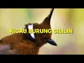 Download Lagu MASTERAN BURUNG CILILIN GACOR NEMBAK TAJAM TERBAIK