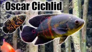 Oscar Cichlid Care Guide Species Profile