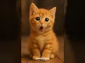 Lagu Kimi ga Suki da to Sakebitai #baby #cat #cutecats #kitten #cute #singing #viral #catheaven #catball