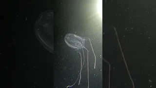 Jellyfish #fishing