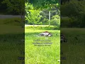 Download Lagu #gspsoftiktok #kates #funny #archerslumber #stitch #archerworks