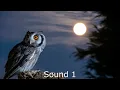 Owl Sound Effects