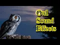 Download Lagu Efek Suara Burung Hantu