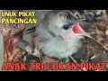 Download Lagu Suara Anak Tcukan Untuk Pikat paling ampuh @bobkicau