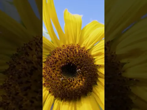 Holding up a Sunflower #Shorts