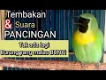 Lagu CAK  RANTING GACOR || CUCAK RANTING GACOR || SUARA CUCAK ranting