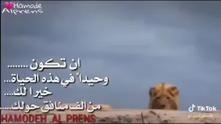 اجمل رنا 