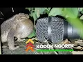 Download Lagu Suara Kodok Ngorek