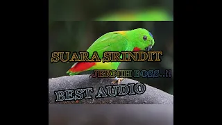 Download MASTERAN TERBAIK SUARA SRINDIT JERNIH DENGAN JEDA TERAPI AIR #SRINDIT_GACOR MP3
