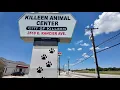 Killeen City Council meets to discuss Animal Center problems