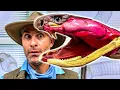 King Cobra - World s Deadliest Venom Milking