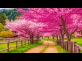 Download Lagu HERSTEL VAN HET ZENUWSTELSEL 🌿 Zachte muziek, kalmeert het zenuwstelsel en behaagt de ziel #25