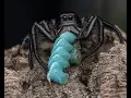 Hyllus giganteus - GIANT JUMPING SPIDERS
