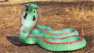 ऐसा सांप आपने पहले कभी नहीं देखा होगा //Most Beautiful Snakes In The World | Amazing Facts Hindi