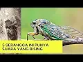 Lagu Kecil Tapi Berisik, 5 Serangga Ini Punya Suara Yang Bikin Bising!