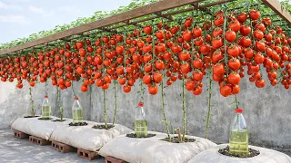 Old Bags, Big Tomatoes: A Tomato Growing Trick That Will Surprise Everyone.
