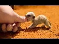 Download Lagu 20 Small And Cute Exotic Animals You Can Own As Pets
