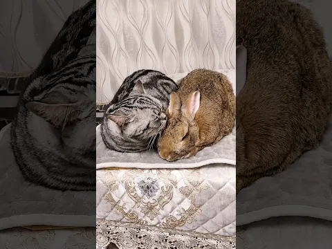Baby Bunny Rescue #animals #wildliferescue #animalrescue #cute #rabbit