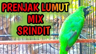 Download Cucak Ijo Bongkar Isian PRENJAK LUMUT MIX SRINDIT Panjang-Panjang MP3